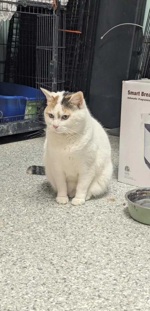 An adult medium-sized female Domestic Short Hair cat named Sylvia Plath for adoption in Athens, OH