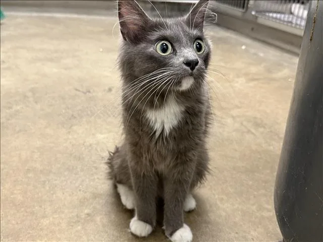 A young medium-sized female Domestic Long Hair cat named A for adoption in Van Nuys, CA