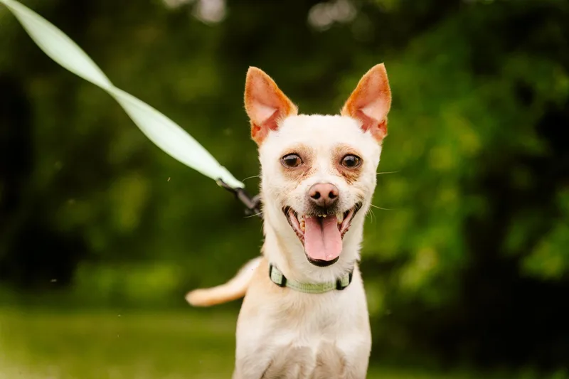 An adult small-sized male Chihuahua dog named Homer  Transport for adoption in Gradyville, KY