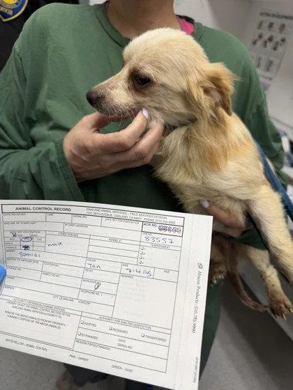 A young small-sized male Spaniel dog named Chesapeake for adoption in Oakland, CA