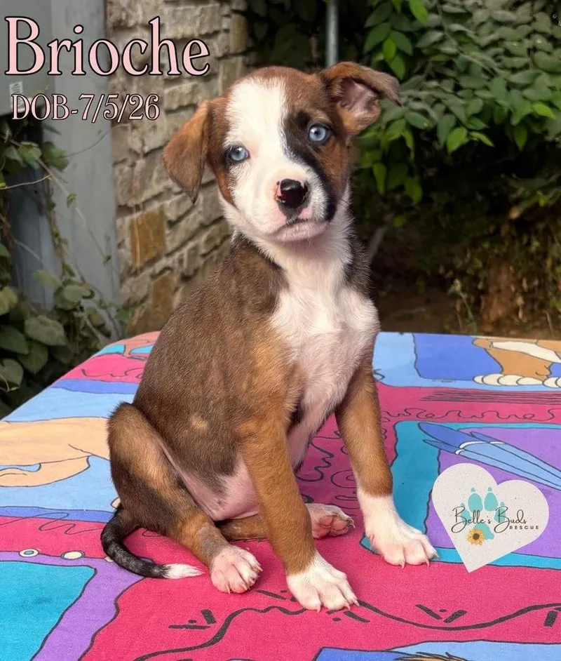 Brioche