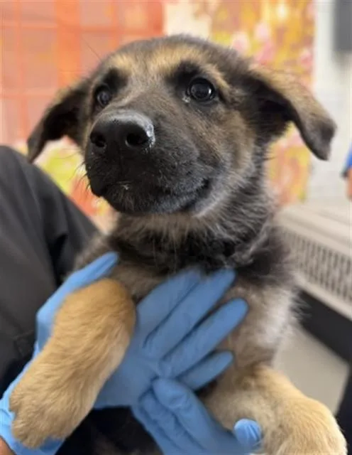 A baby small-sized female German Shepherd Dog dog named Irene for adoption in San Bernardino, CA