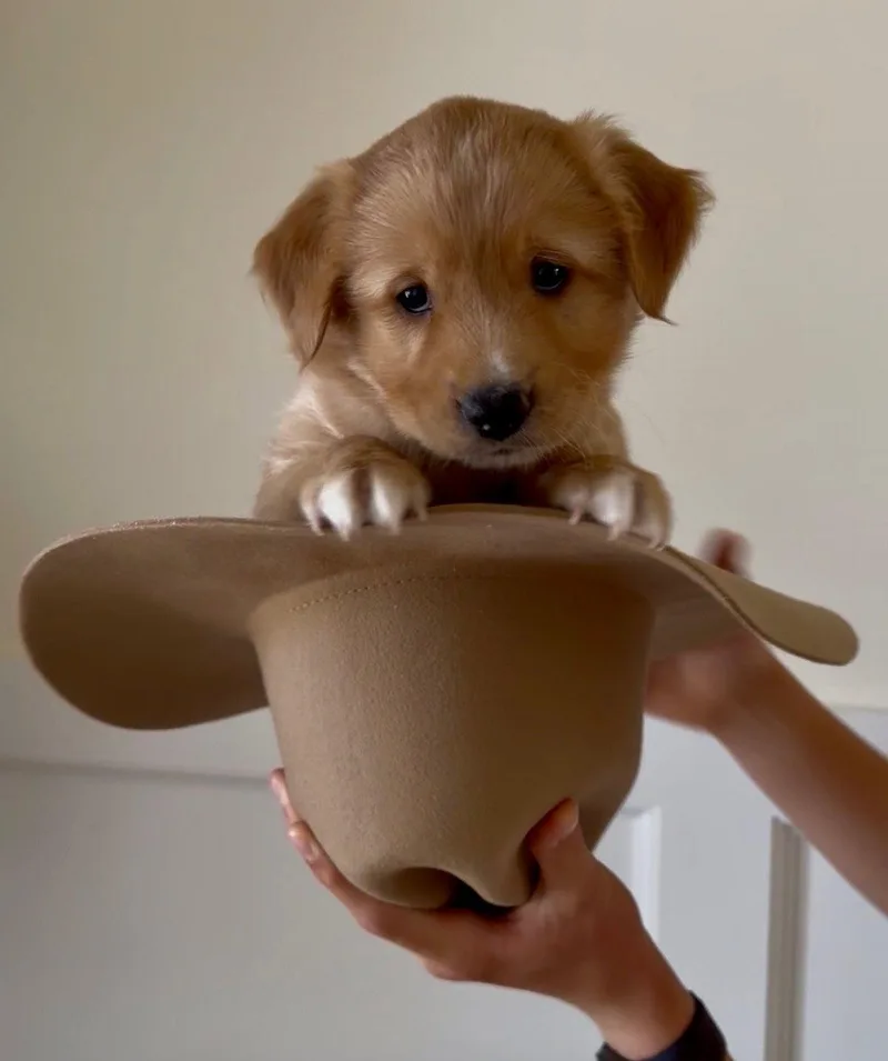 A baby medium-sized male Terrier dog named Simba for adoption in Royal Palm Beach, FL