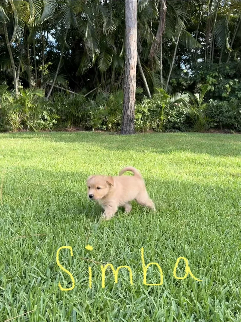Simba thumbnail 2
