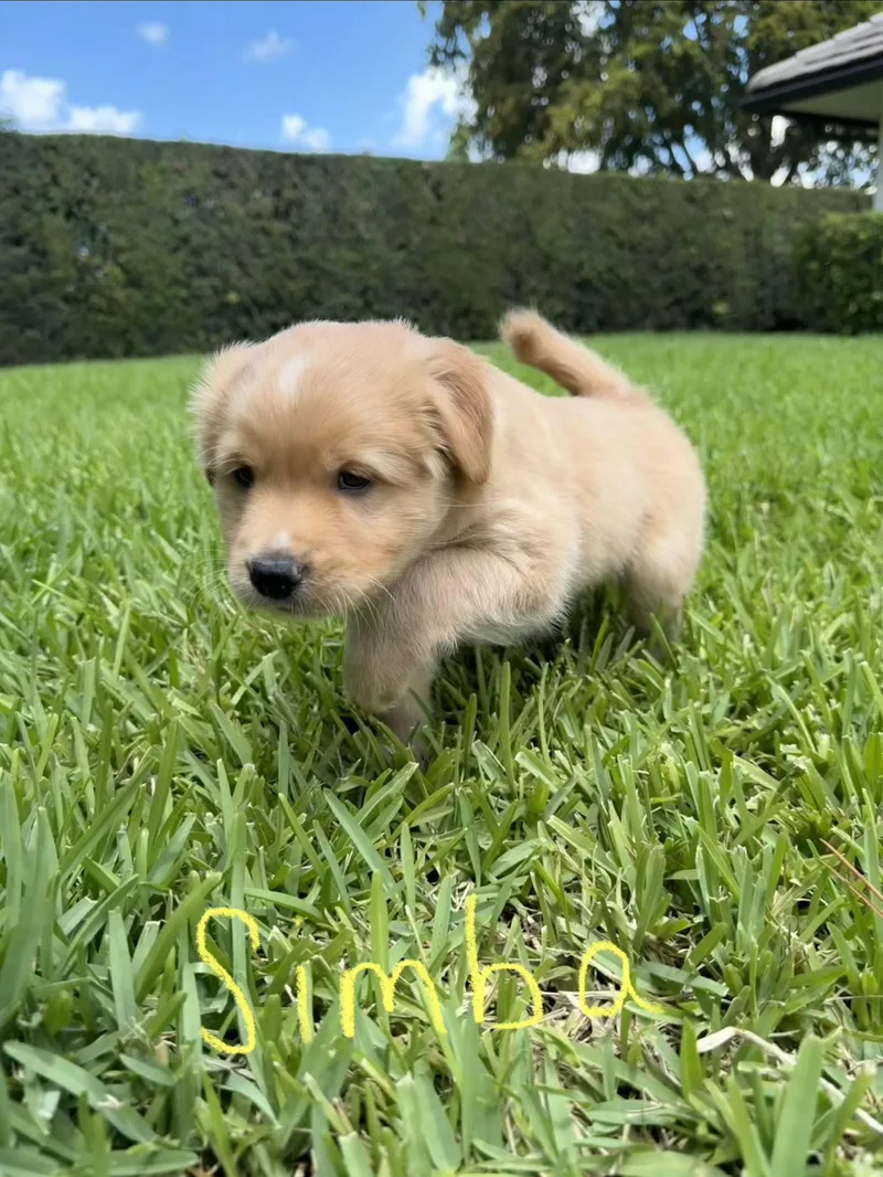 Simba thumbnail 3