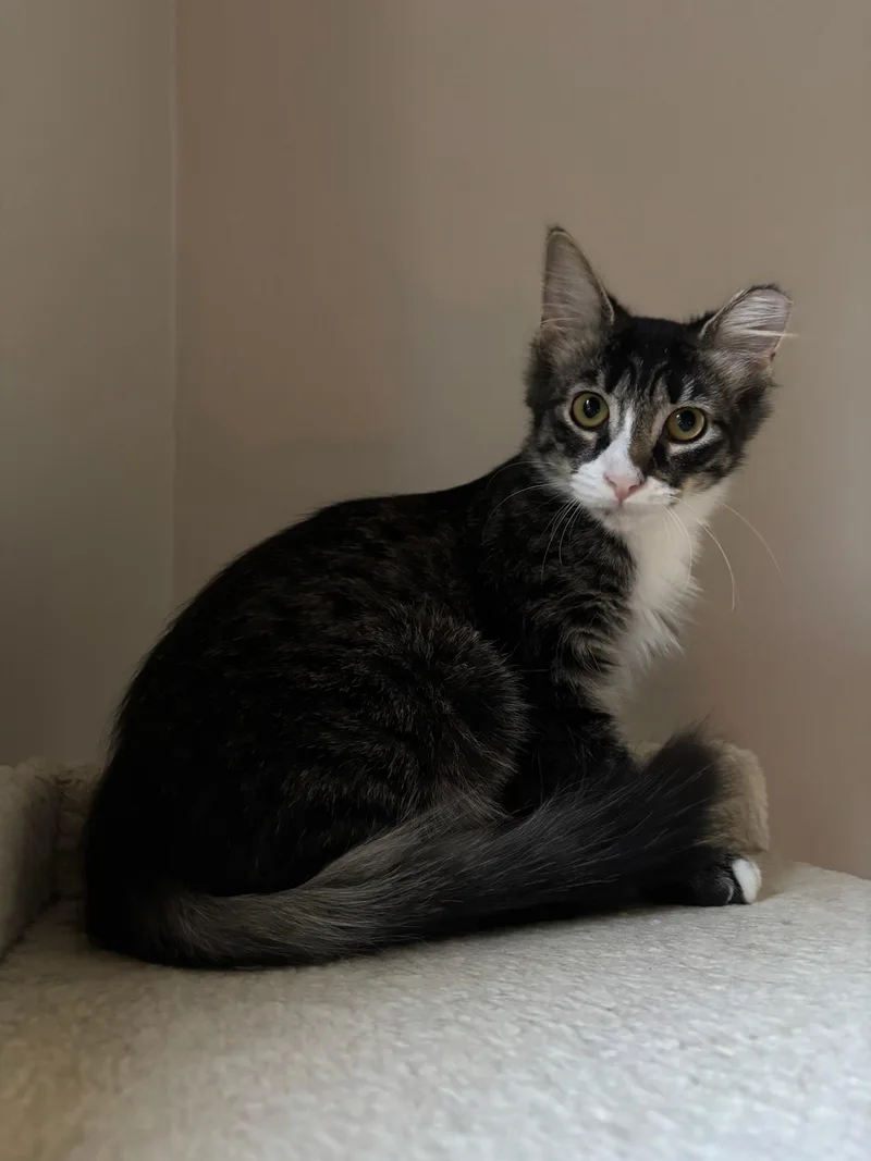 A baby medium-sized female Domestic Medium Hair cat named Rhaenyra for adoption in Chicago, IL