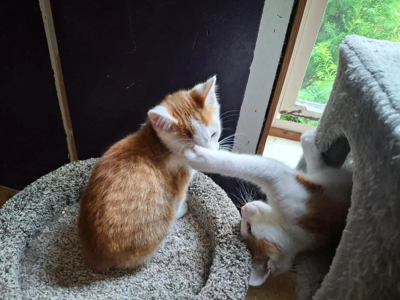 A baby medium-sized male Domestic Short Hair cat named The Great Hambino for adoption in Coldwater, MI
