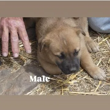 A baby large-sized female Yellow / Tan / Blond / Fawn Shepherd dog named Pj for adoption in Tacoma, WA