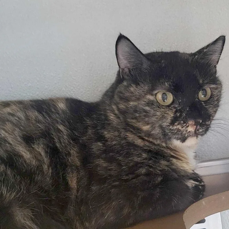 An adult small-sized female Tortoiseshell Domestic Short Hair cat named Grace for adoption in Chattanooga, TN