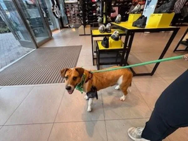 An adult large-sized female Hound dog named Penelope for adoption in San Diego, CA