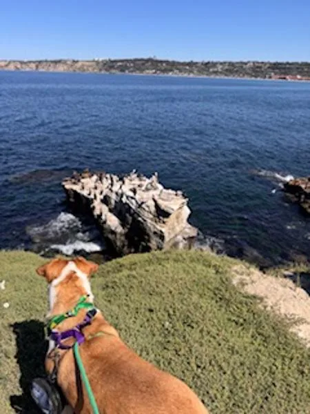 Penelope thumbnail 3