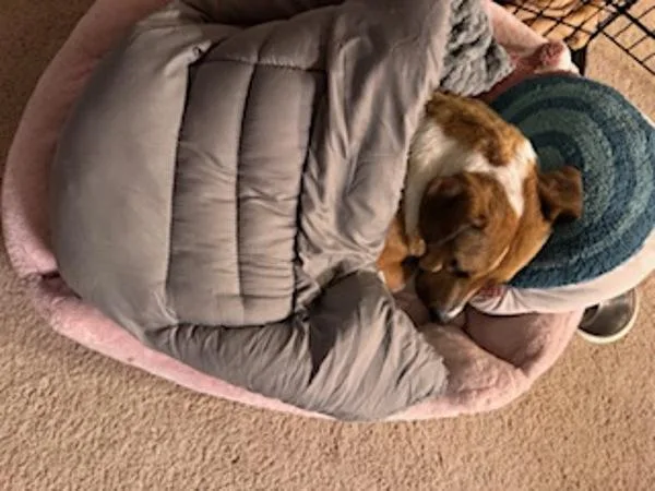 Penelope thumbnail 6