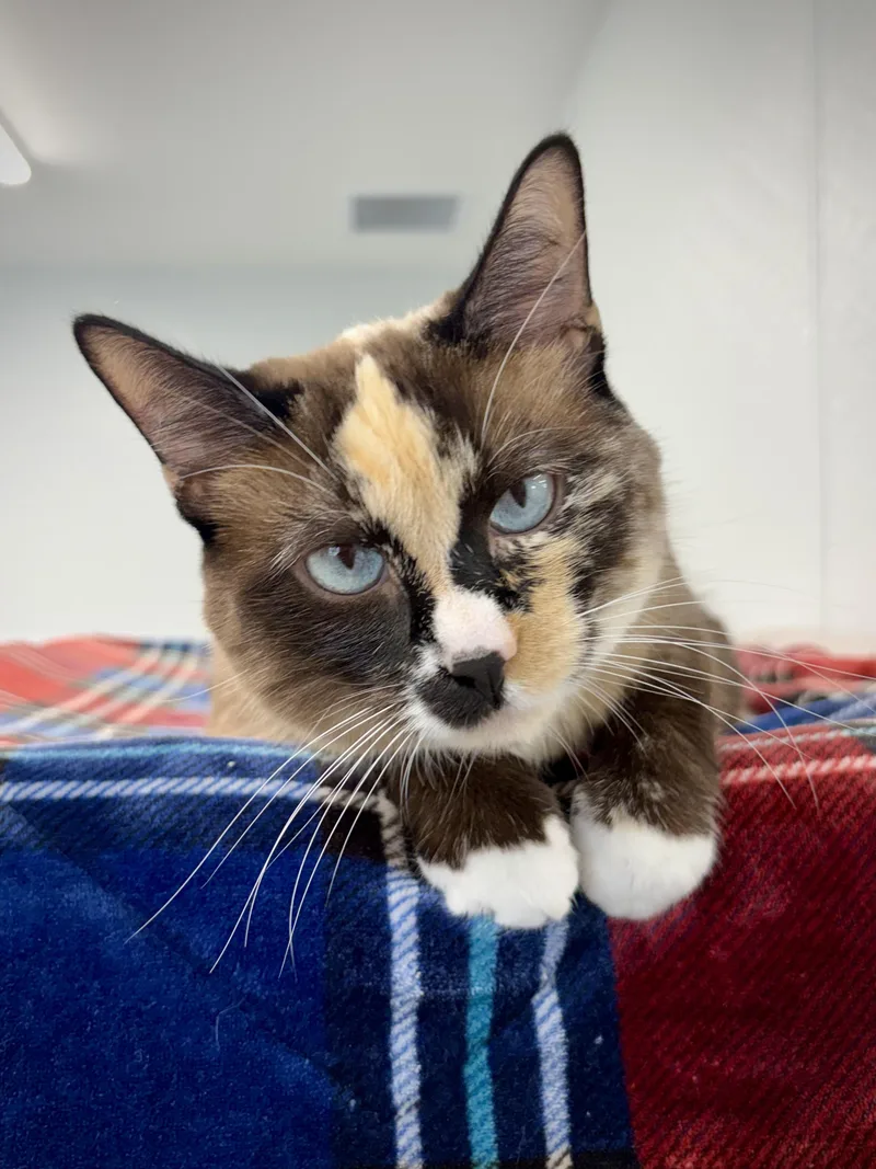 A young medium-sized female Tortoiseshell Domestic Short Hair cat named Mallory for adoption in Kalamazoo, MI