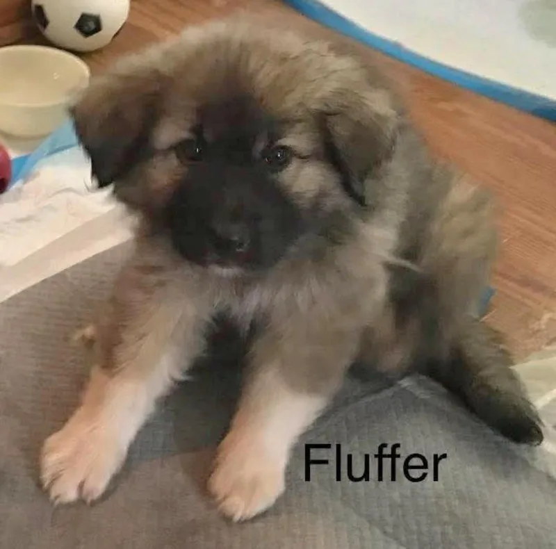 A baby medium-sized male Apricot / Beige Great Pyrenees dog named Fluffer for adoption in Clinton, MO