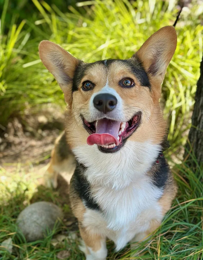 A baby small-sized male Corgi dog named Calamari for adoption in Palo Alto, CA