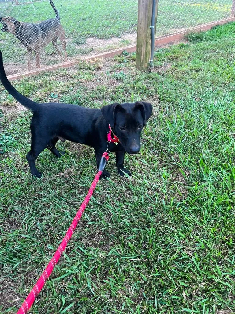 A baby medium-sized male Mixed Breed dog named Vader for adoption in Fond Du Lac, WI