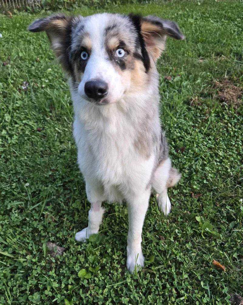 Bandit