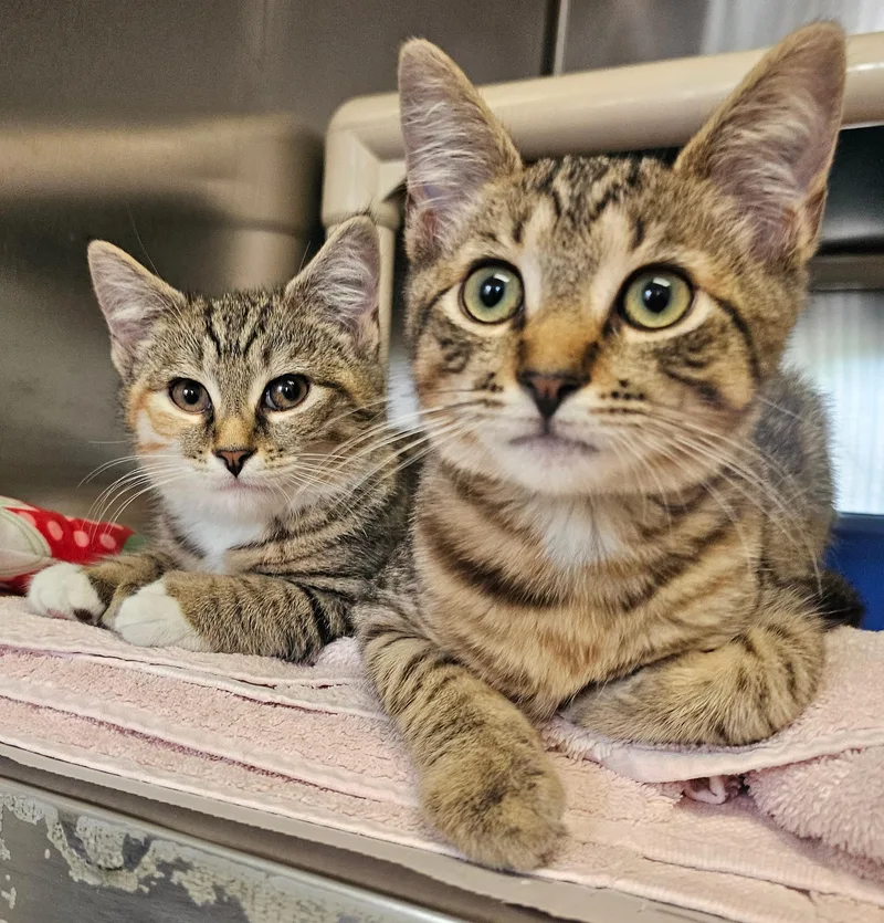 A baby small-sized male Tabby (Brown / Chocolate) Domestic Short Hair cat named JoJo for adoption in Norwalk, CT