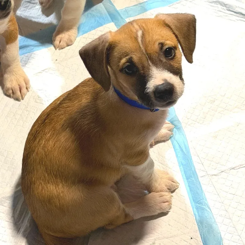 A baby small-sized male White / Cream American Staffordshire Terrier dog named Captain Claws for adoption in Rockville, MD