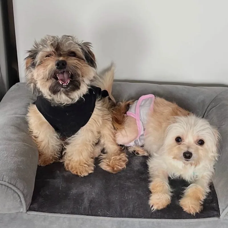 An adult small-sized male Yorkshire Terrier dog named Milly Way for adoption in Philadelphia, PA