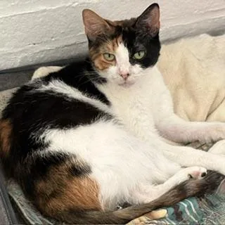 A young medium-sized female Calico Domestic Short Hair cat named Amira for adoption in Philadelphia, PA