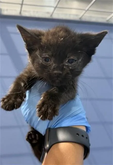 A baby small-sized female Domestic Short Hair cat named Nova for adoption in San Bernardino, CA