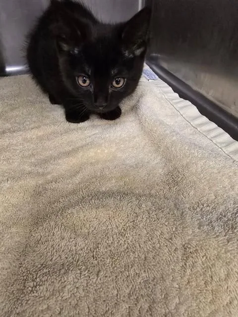 A baby small-sized female Domestic Short Hair cat named Right Hind for adoption in Rancho Cucamonga, CA