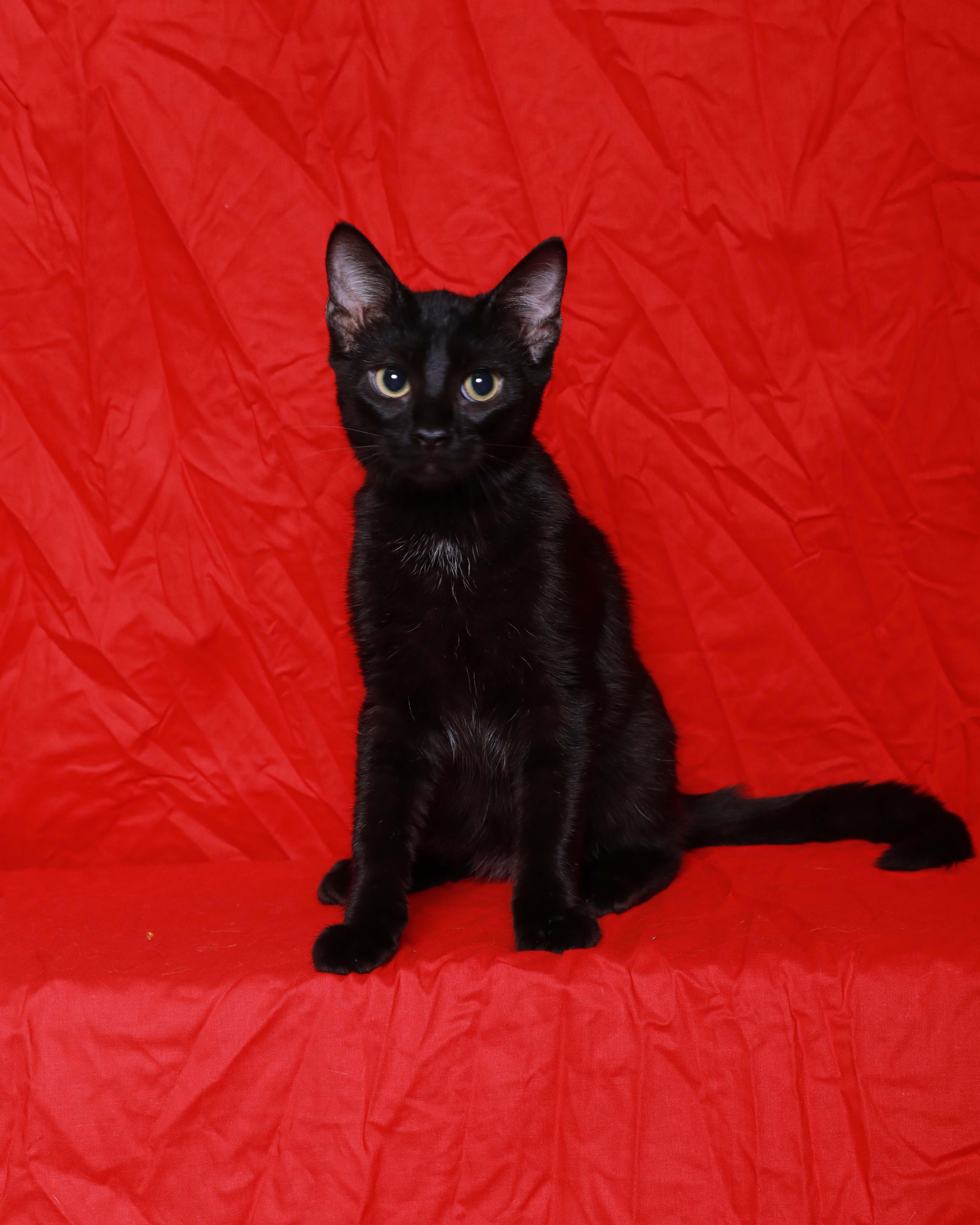 A baby medium-sized male Black Domestic Short Hair cat named Henri for adoption in Rock Falls, IL