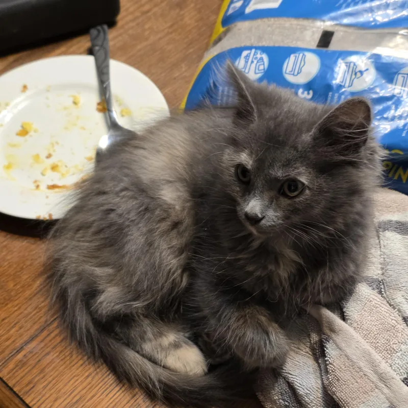 A baby small-sized female Dilute Tortoiseshell Domestic Medium Hair cat named Lint for adoption in Liverpool, TX