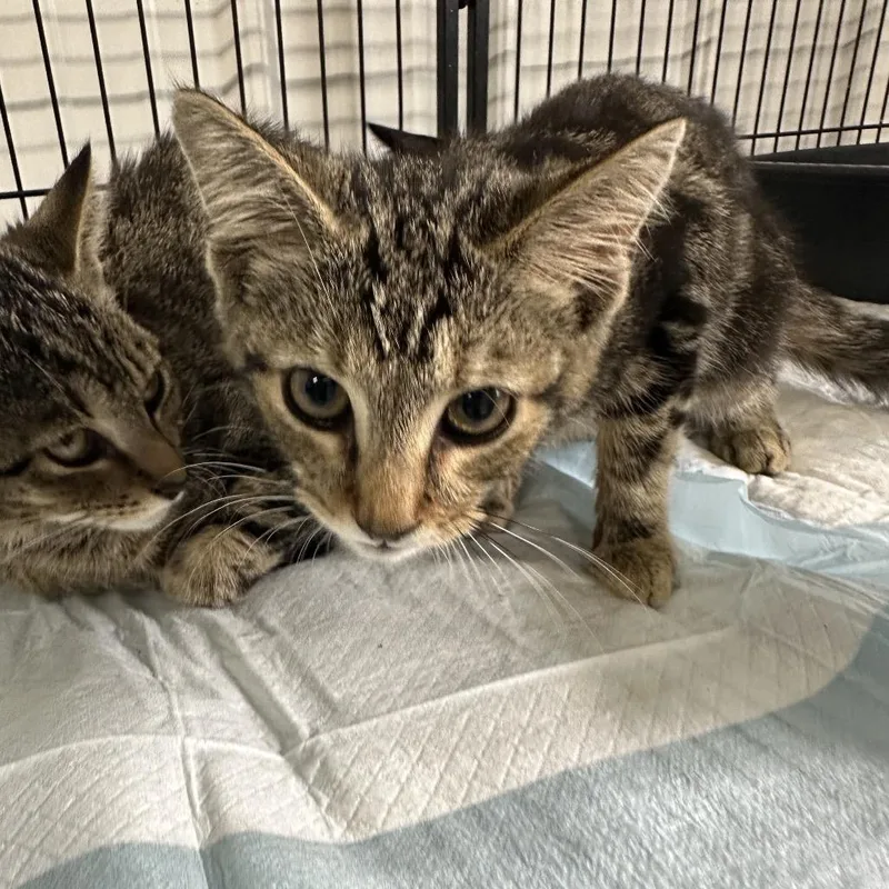 A young small-sized male Domestic Short Hair cat named Ian for adoption in Corbin, KY