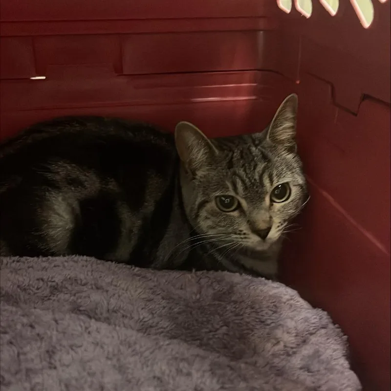 A young medium-sized female Gray / Blue / Silver Domestic Short Hair cat named Luna for adoption in Tacoma, WA