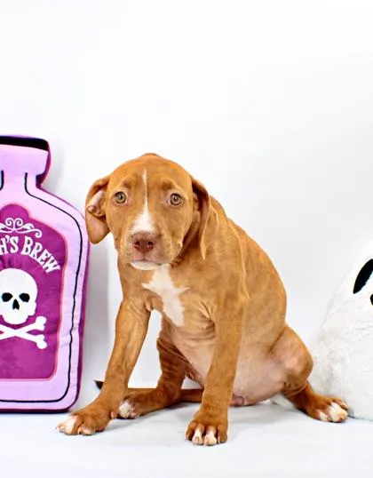 A baby large-sized female Pit Bull Terrier dog named Sweetie for adoption in Morton Grove, IL
