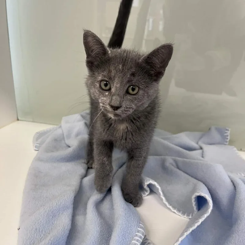 Poison Ivy thumbnail 2