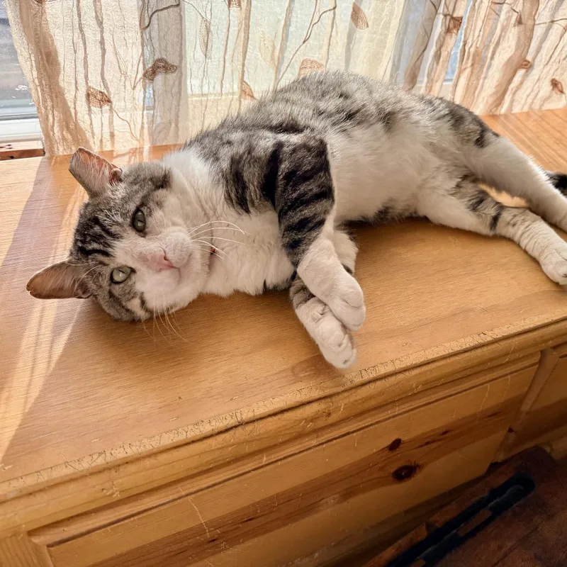 An adult small-sized male Gray / Blue / Silver Domestic Short Hair cat named Mishti for adoption in Los Angeles, CA