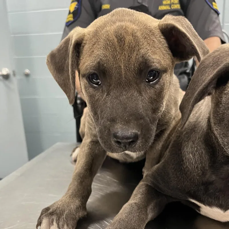 A baby medium-sized female Gray / Blue / Silver Mixed Breed dog named Maxie for adoption in Greensboro, NC