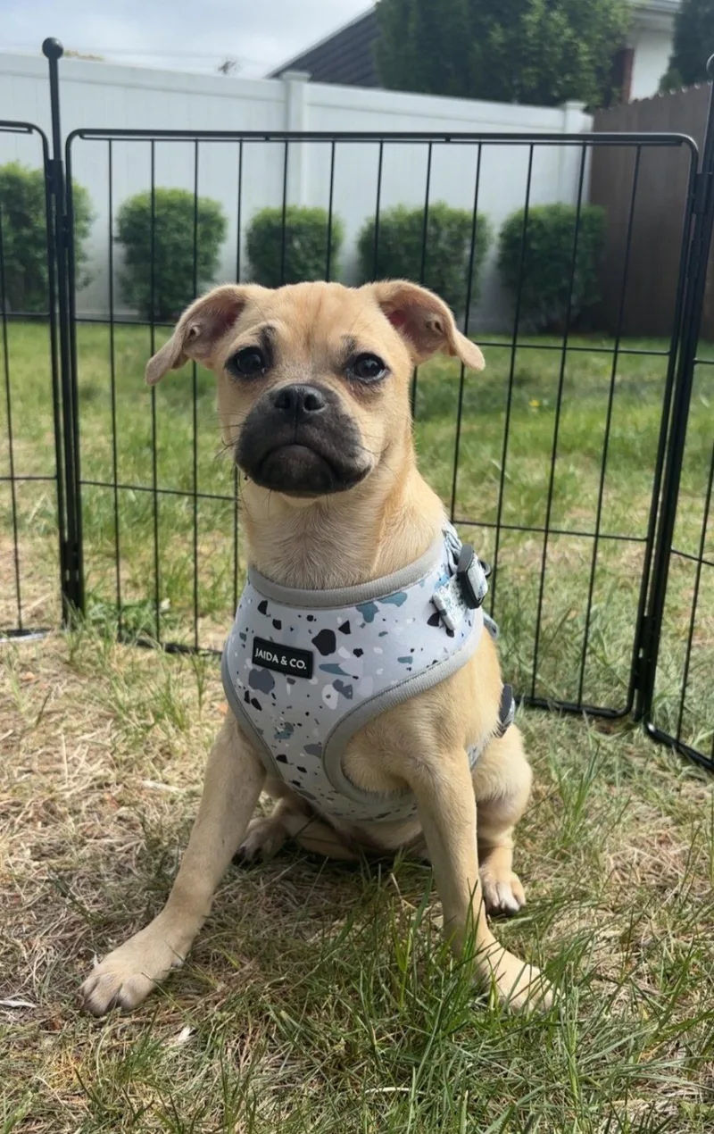 A baby small-sized female Pug dog named Ibizia for adoption in Morganville, NJ