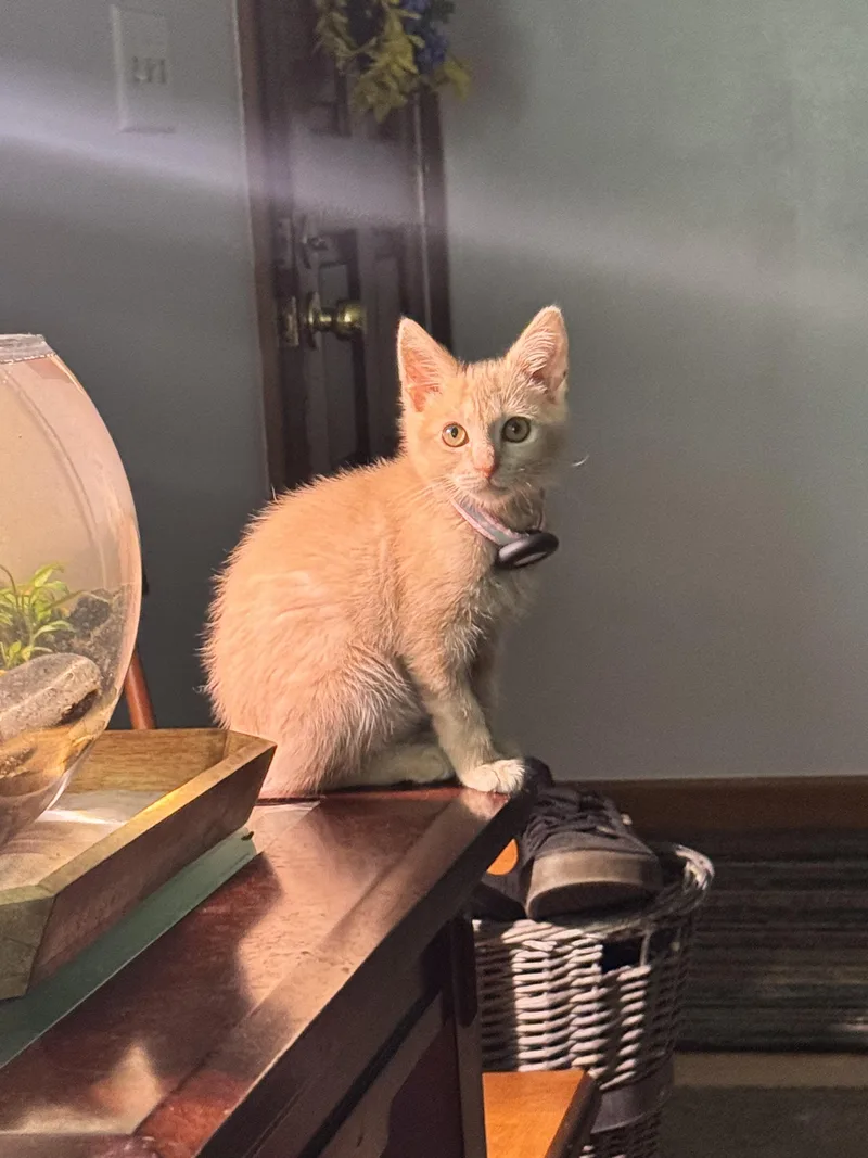 A baby small-sized male Domestic Short Hair cat named Colby for adoption in Charleston, WV