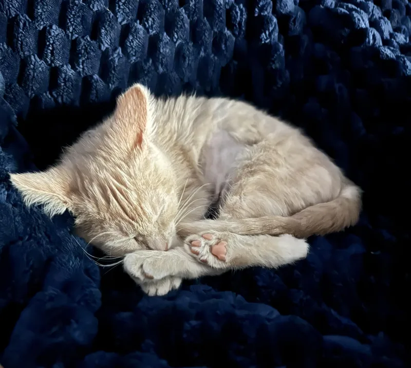 Colby thumbnail 3
