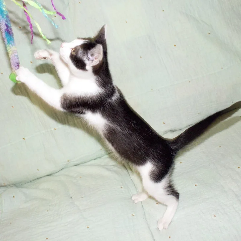A baby small-sized male Black Domestic Short Hair cat named Dapper for adoption in Hemet, CA