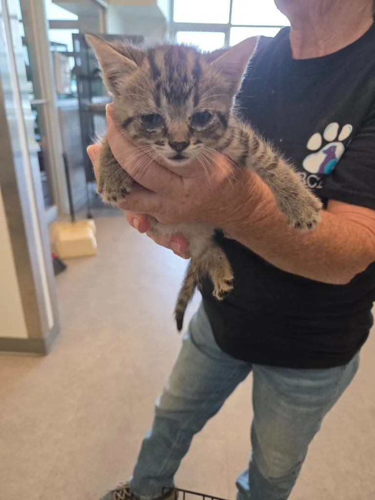 A baby small-sized female Domestic Short Hair cat named Cindy for adoption in Bossier City, LA