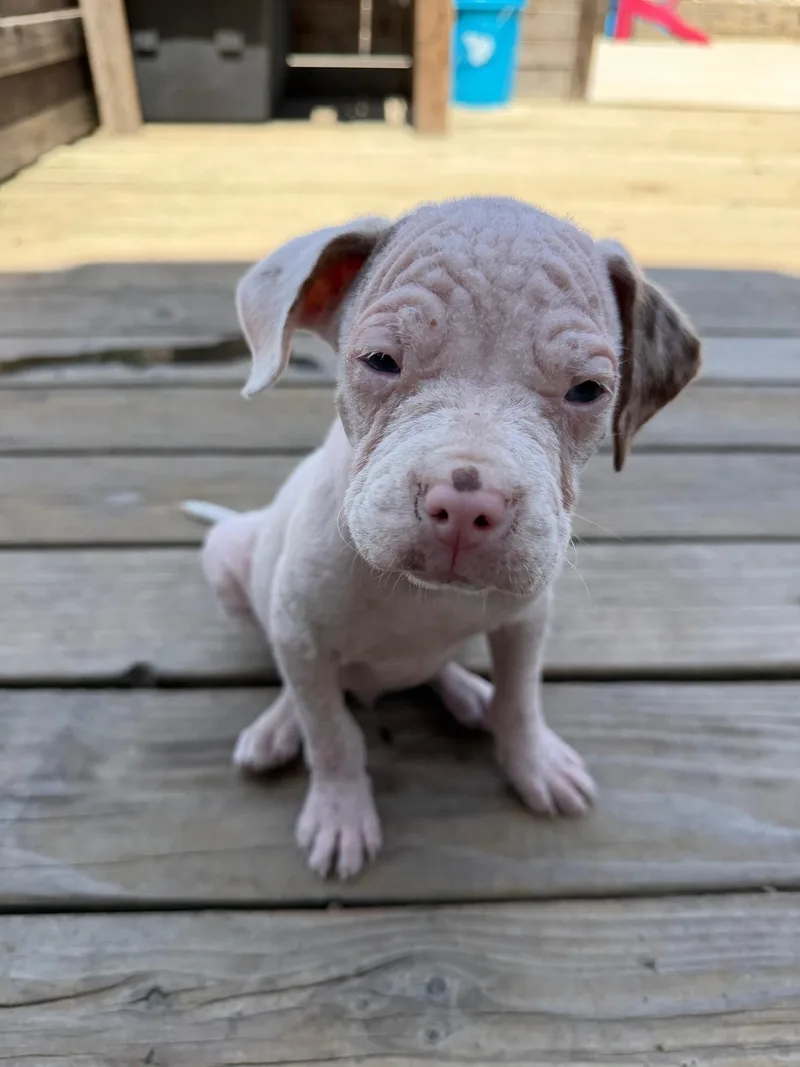 A baby small-sized male English Bulldog dog named Meatball for adoption in Discovery Bay, CA