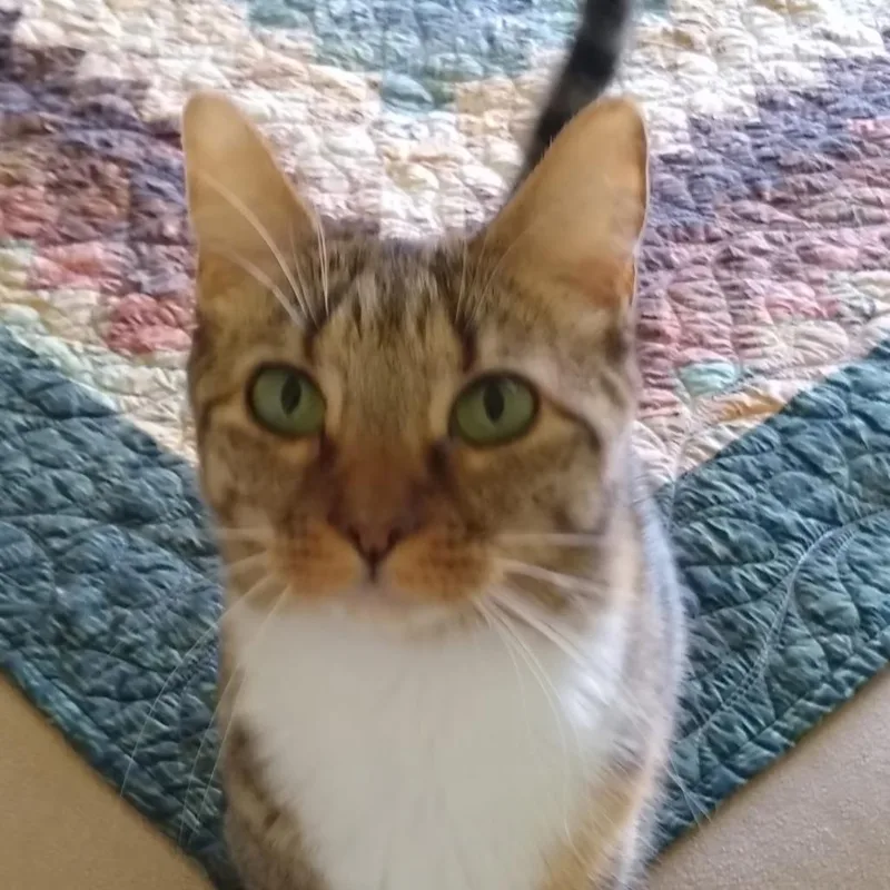 An adult small-sized female Calico Domestic Short Hair cat named Jelly for adoption in Las Vegas, NV