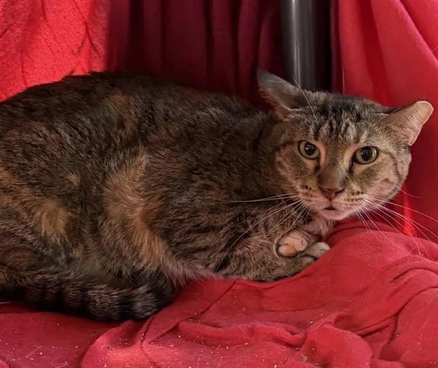 A young medium-sized female Domestic Short Hair cat named 3-12 for adoption in San Antonio, TX