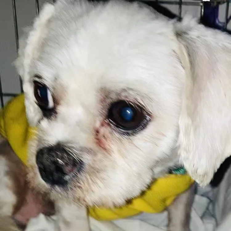 An adult small-sized male White / Cream Chihuahua dog named Remy for adoption in Van Nuys, CA