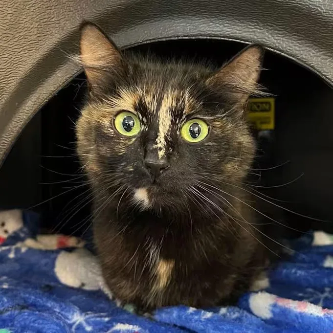 An adult small-sized female Domestic Medium Hair cat named Princess for adoption in Nantucket, MA