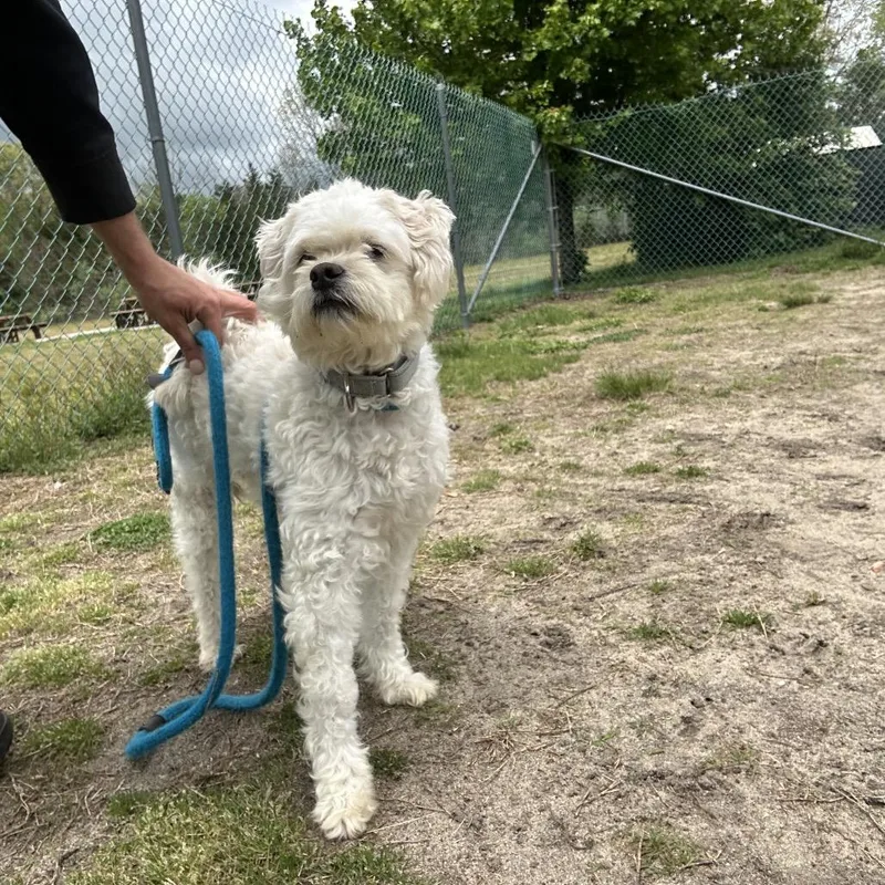 An adult small-sized male White / Cream Miniature Poodle dog named Oliver for adoption in Newark, NJ