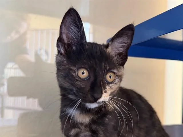A baby small-sized female Domestic Short Hair cat named Phoebe for adoption in Santa Rosa, CA