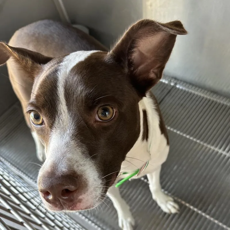 Morticia thumbnail 2