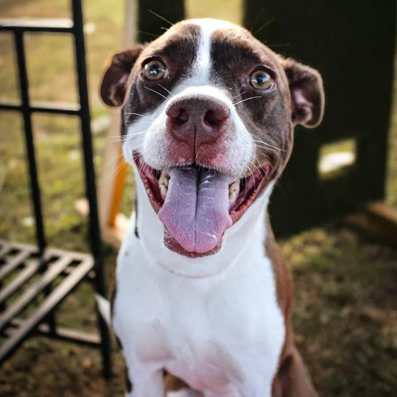 Morticia thumbnail 3