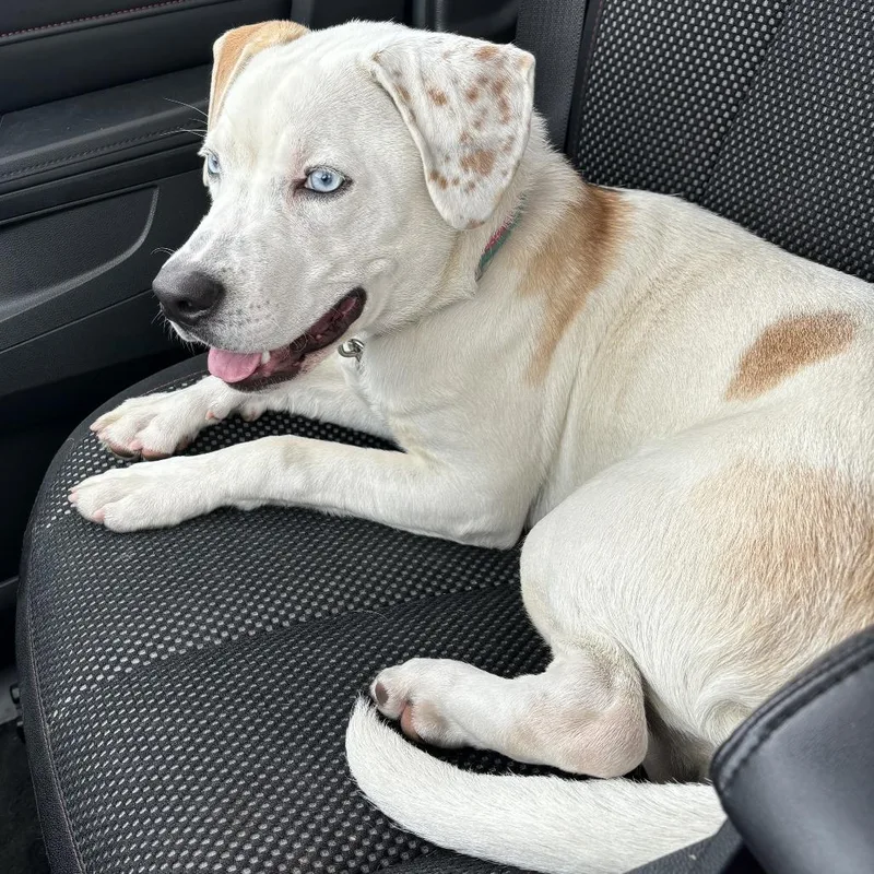 Pixie Mae thumbnail 3